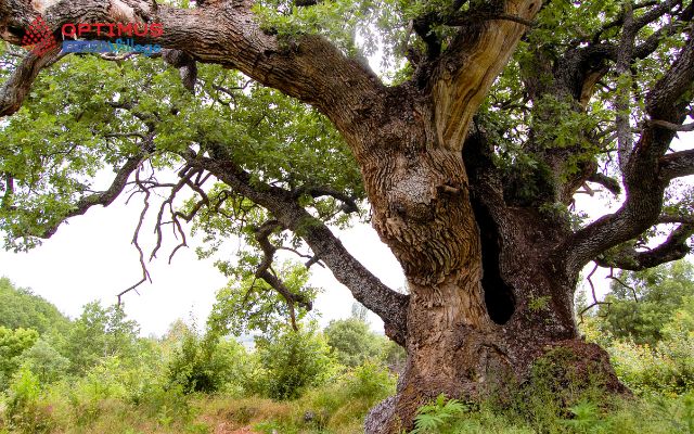 Học tiếng Anh từ những chiếc lá - vững gốc để lớn lên