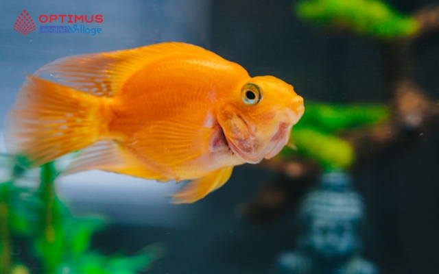 Khi cá làm điều mà con người không thể