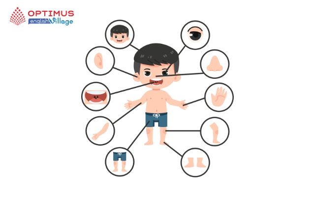 Từ vựng tiếng Anh về cơ thể người